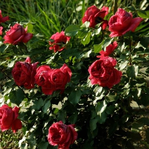 - - Stromkové růže s květy anglických růží - stromková růže s rovnými stonky v koruně